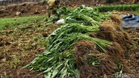 Kangkung yang dipanen diikat dan dijual.