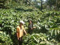 You can learn about coffee at the Coffee Philosophy Padepokan on the slopes of Mount Slamet 