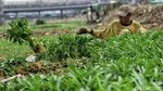 Potret Petani Sayuran Mencoba Bertahan di Tengah Kemarau