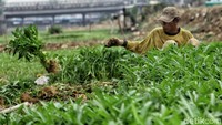 Mereka tetap menanam kangkung meski air sulit didapat saat musim kemarau seperti sekarang ini.