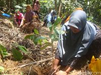 Desa Melung Juga Punya Kopi Legendaris Bercitarasa Unik