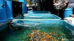 Berkunjung ke Sentra Ikan Hias Raden Inten yang Akan Direnovasi