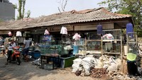 Rencananya, akan dibangun 148 kios untuk bisa menampung para pedagang ikan hias yang juga berasal dari pasar ikan hias Jatinegara.