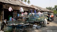 Diharapkan dengan adanya renovasi, sentra ikan hias Raden Inten dapat lebih menarik minat masyarakat untuk datang ke lokasi tersebut.