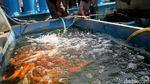 Berkunjung ke Sentra Ikan Hias Raden Inten yang Akan Direnovasi