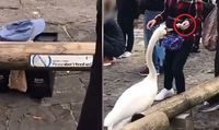 Waduh! Turis Ini Sengaja Beri Umpan Tisu ke Angsa Demi Foto Bareng
