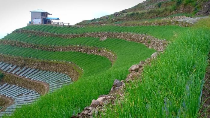Foto: Dok Kementan Foto: Dok Kementan