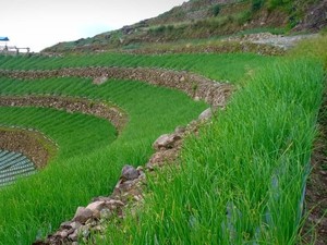 Kementan Dorong Solok Jadi Kawasan Bawang Merah Berbasis Korporasi