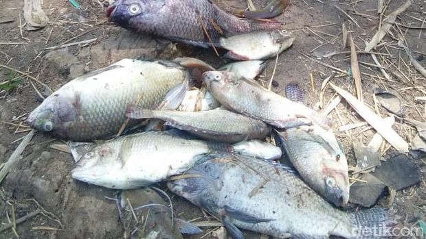 Ikan mati di anak Sungai Bengawan Solo. 