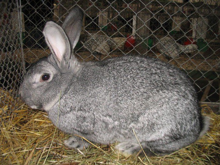 kelinci Chinchilla