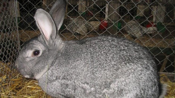 kelinci Chinchilla