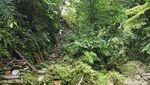 Foto: Cantiknya Air Terjun Cantik Tengah Hutan di Ambon