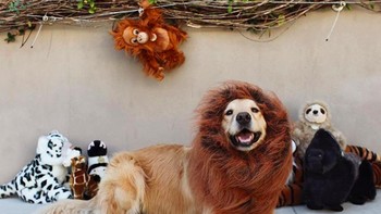 17. Systrom memiliki anjing peliharaan bernama Dolly yang punya akun Instagram sendiri dengan 21 ribu follower. Foto: Instagram