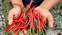 Harganya pun tak mahal, kelompok tani di sekitar Kali Ciliwung itu menjual hasil panen cabainya dengan harga Rp 12.000-Rp 20.000 per kilogramnya.