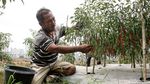 Petani di Bantaran Kali Ciliwung Panen Cabai