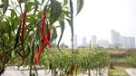 Petani di Bantaran Kali Ciliwung Panen Cabai