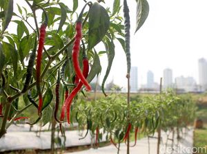 Cabai Dibuang Petani Gara-gara Harga Anjlok ke Rp 6.000/Kg