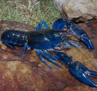 Cantiknya! Lobster Langka dengan Warna Hitam dan Bintik Oranye