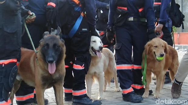 Anjing pelacak dikerahkan dalam pencarian korban di reruntuhan Hotel Roa Roa, Palu, Selasa (2/10/2018)