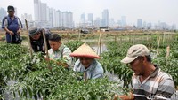 Sejumlah warga di sekitar bantaran Kali Ciliwung, Jakarta, memanfaatkan lahan bekas urukan kali yang disulap menjadi lahan untuk bertani cabai. Salah satu warga yang memanfaatkan lahan di sekitar Kali Ciliwung itu adalah Pak Andiya.