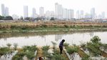 Petani di Bantaran Kali Ciliwung Panen Cabai