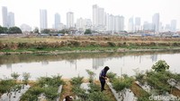 Seorang petani nampak tengah memeriksa kondisi cabai yang ditanamnya di bantara Kali Ciliwung, Jakarta, Selasa (2/10/2018).