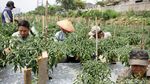 Petani di Bantaran Kali Ciliwung Panen Cabai
