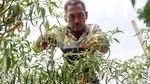 Petani di Bantaran Kali Ciliwung Panen Cabai