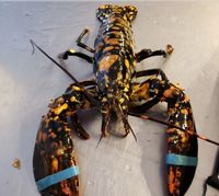 Cantiknya! Lobster Langka dengan Warna Hitam dan Bintik Oranye