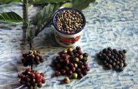 Bukan Hanya Kopi Luwak, Kopi Toratima dari Sigi Juga Difermentasi Hewan