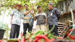 Petani di Bantaran Kali Ciliwung Panen Cabai