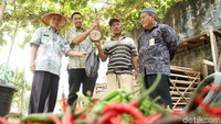 Keuntungan dari bertani cabai itu menjadi salah satu cara untuk membantu perekonomian warga di sekitar Kali Ciliwung. Meskipun begitu, bercocok tanam cabai di bantaran Kali Ciliwung bukan berarti tanpa kendala. Salah satu kendala yang dihadapi para petani itu adalah musim kemarau dan cuaca ekstrim yang seringkali terjadi. Kondisi itu membuat cabai-cabai yang ditanam menjadi rontok. Namun, dengan perawatan yang lebih intensif, diharapkan cabai-cabai itu dapat tetap panen dengan kualitas yang baik meski dalam kondisi musim kemarau.