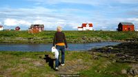 Peternakan musiman eider di Lanan, Kepulauan Vega (Meg Lukens Noonan/BBC Travel)