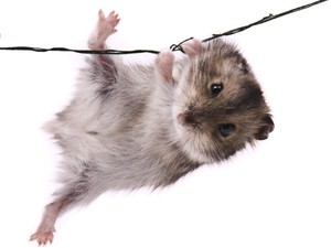 Waspada, Tikus di Rumah Dapat Membawa Penyakit pada Anak