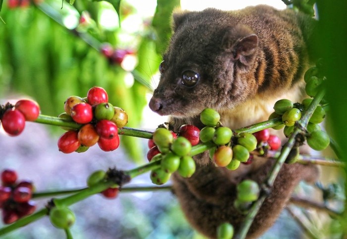 38+ Gambar hewan luwak kopi update