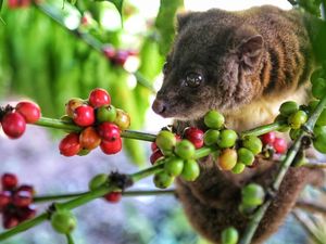 Bukan Hanya Kopi Luwak, Kopi Toratima dari Sigi Juga Difermentasi Hewan