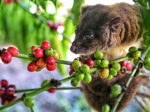 Bukan Hanya Kopi Luwak, Kopi Toratima dari Sigi Juga Difermentasi Hewan