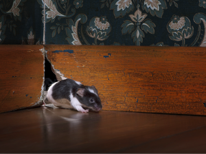 Tips Jitu Cara Mengusir Tikus di Rumah
