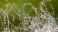 Para penjaga eider diberi imbalan dari sesuatu yang ditinggalkan di sarang eider begitu telur menetas. Adalah bulu-bulu halus berwarna abu-abu, paling ringan, hangat, dan termahal di dunia (Nature Picture Library/Alamy/BBC Travel)