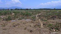 Sementara itu sebagian desa Jono Oge yang terbawa lumpur telah berdiri tanaman jagung. Tanaman jagung itu bahkan masih berbuah.
