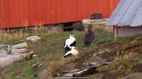 Pada akhir musim panas, warga itu akan mengumpulkan dan membersihkan bulu-bulu bebek itu. Jumlahnya cukup untuk membuat selusin lebih selimut yang terbilang mewah (Arne Naevra and Torgeir Beck Lande/BBC Travel)