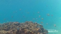 Pantai Donggala di Kecamatan Sindue, Kabupaten Donggala sudah menjadi spot snorkeling favorit turis (Myth8888/dTraveler)