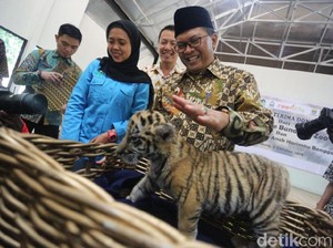 Kenalkan, Donggalah Si Bayi Harimau Benggala di Bunbin Bandung