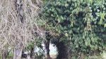 Foto: Batu Meriam di Ciamis Punya Mitos Pertanda Kejadian Besar
