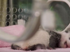 Ibu Panda Harus Ditipu Agar Bayi Kembar yang Dilahirkan Selamat