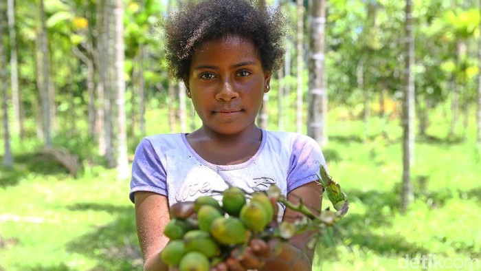 Bocah 10 tahun asal Jayapura bernama Nobi gemar mengunyah buah pinang. Saking gemarnya, Nobi sampai memetik sendiri buah tersebut di puncak pohon.