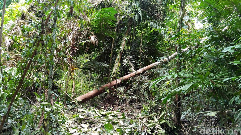 Sensasi Nyeker di Hutan Tapal Batas, Dipandu Agung Berkaki Empat Sensasi Nyeker di Hutan Tapal Batas, Dipandu Agung Berkaki Empat