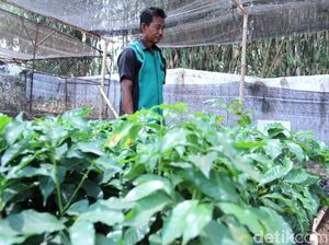 Menanam Kopi Menjadi Mata Pelajaran SMK PPN Tanjungsari