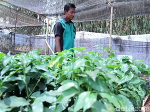 Menanam Kopi Menjadi Mata Pelajaran SMK PPN Tanjungsari