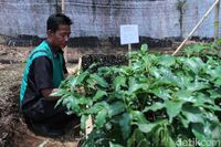 Sumedang Typical Bojingseungit Coffee Grown by PPN Middle School Students